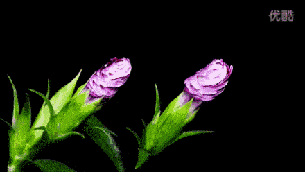花开瞬间,刹那芳华