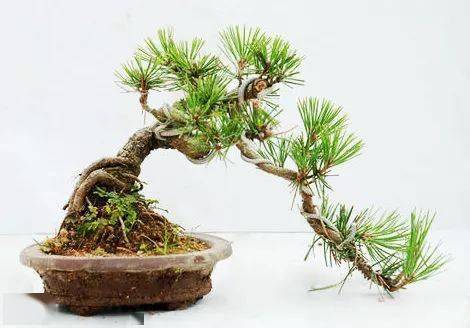 这样养黑松盆景可以使盆景树木的叶片变小哦