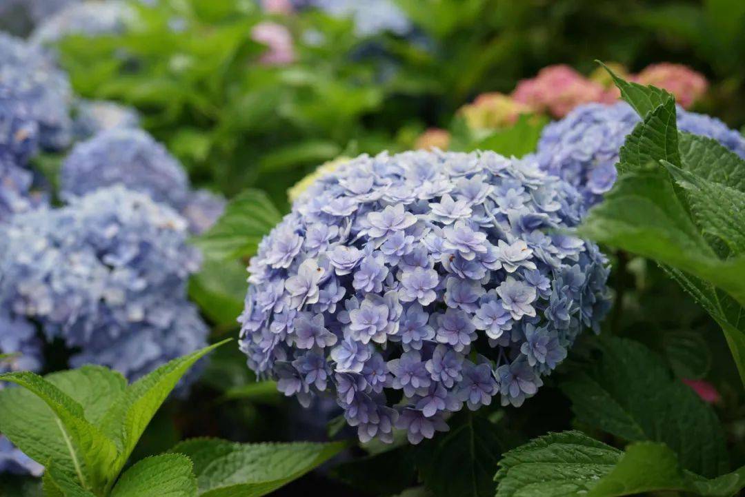 日本的绣球花品种,开花浓密花大,具有非常完美的绣球花型,常见蓝色或