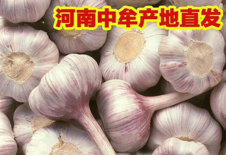 大蒜种植哪一面朝南 09f82fc0d6bb45258c225b8ecc812318.jpeg