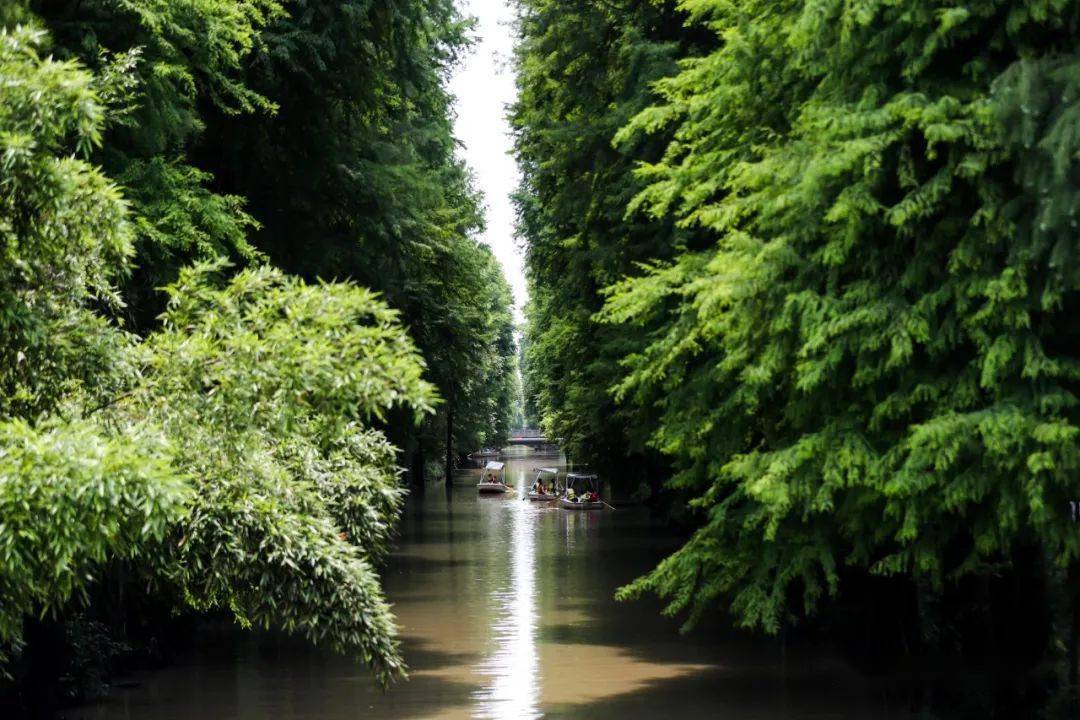 新挖余杭夏日玩水地,划船穿过整片水杉林~刚刚对外