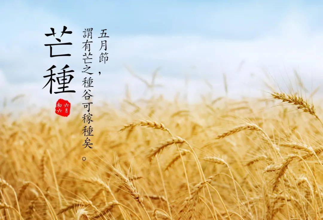 节气|芒种今日6月5日,迎来了我国二十四节气中的第九个节气:芒种