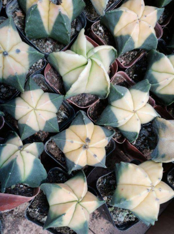 市民|崂山枯桃花卉市场：市民周末“采”花忙