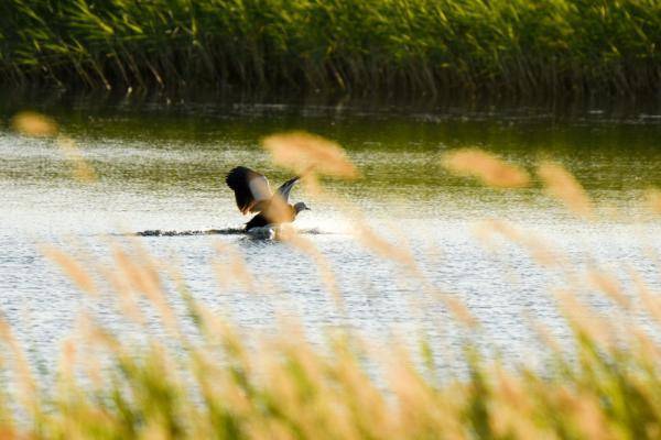 自然保护区|这一幅幅生命的画卷，好美！