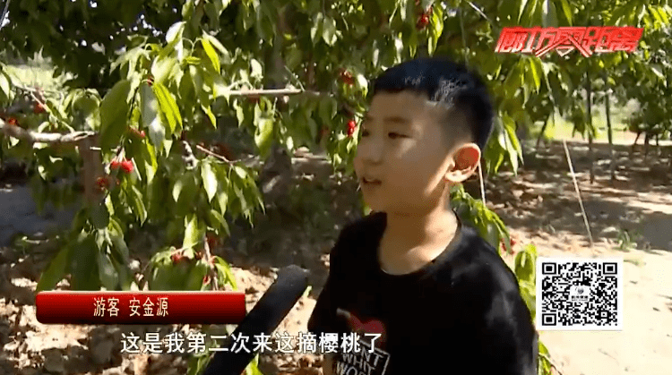 永清县汪家营村:樱桃采摘效益高_杨树国