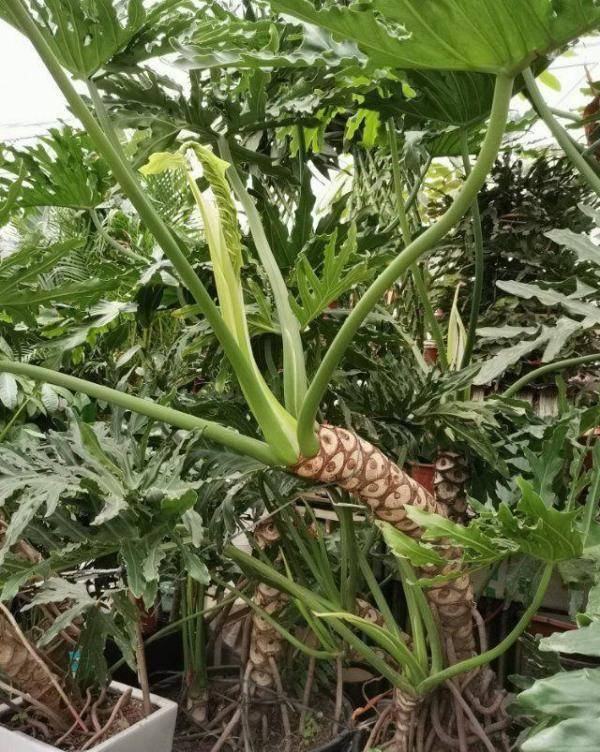 市民|崂山枯桃花卉市场：市民周末“采”花忙