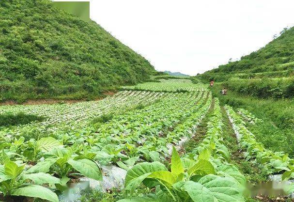 石朝乡人口_邻水凉山乡人口