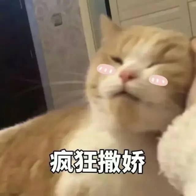 合格铲屎官:猫猫的wink~是在发送爱意还是求救?