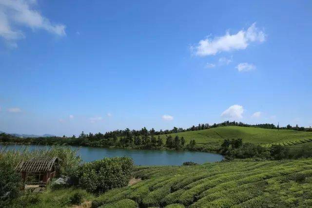 高山茶园 6.13 穿越大嵩岭古道,漫步福泉山茶园,轻装行走山脊线