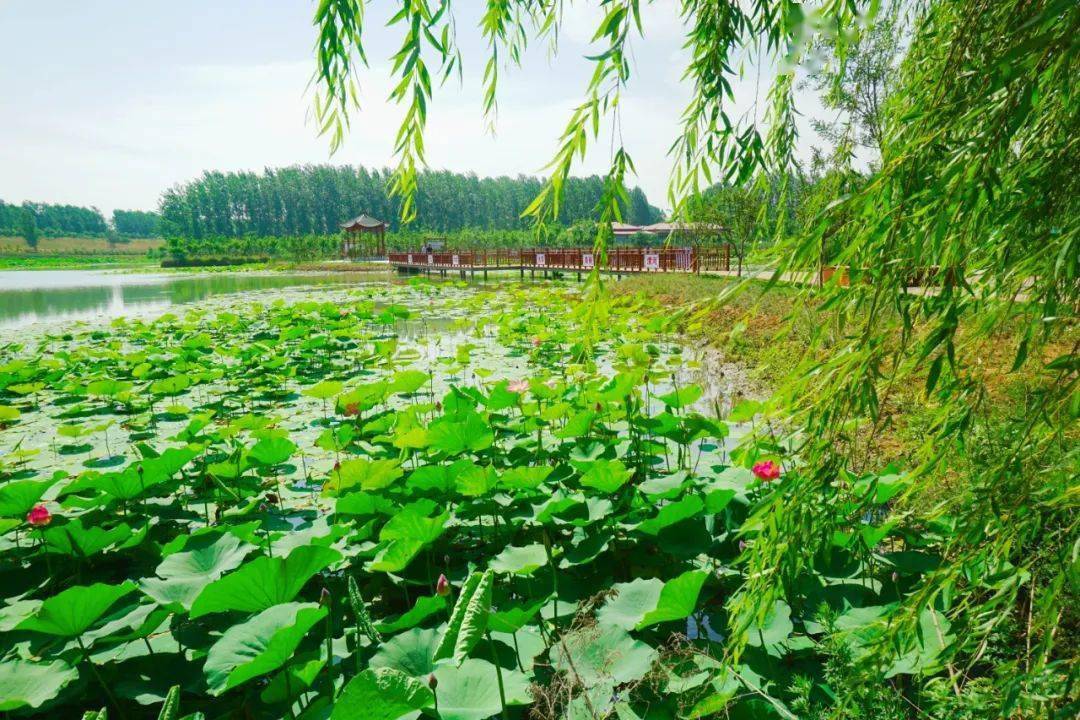 快来吧,快来吧,湿地公园荷花盛开了!_沙河