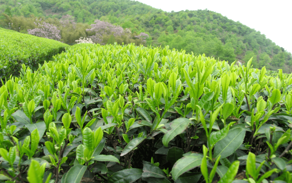 古筝高山流水曲谱(3)