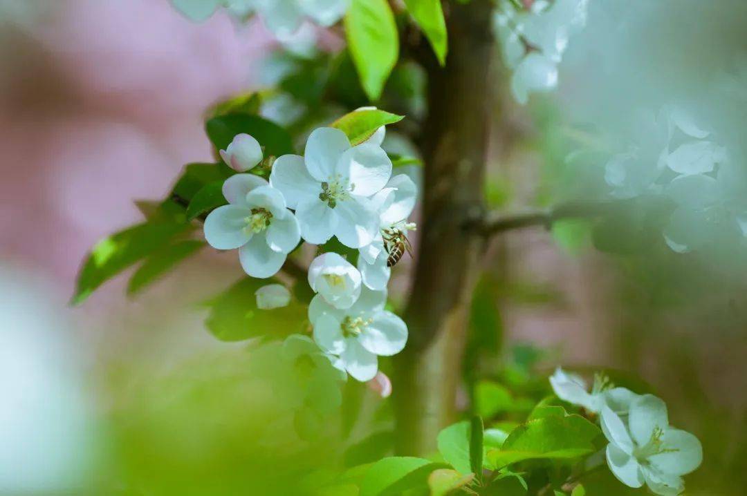 满宫明月梨花白,故人万里关山隔.