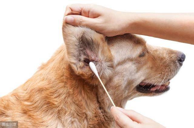 狗狗也会有耳屎吗详解耵聍腺形成耳屎的过程和它的相关疾病治疗