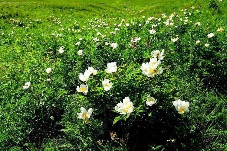 贺斯格乌拉牧场累计投资2500余万元,高标准规划建设芍药谷景区,景区内