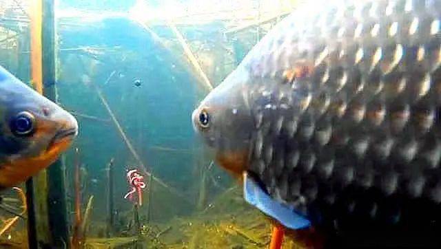 鱼惊什么成语_成语什么鱼(3)