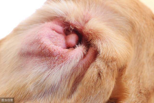 狗狗也会有耳屎吗详解耵聍腺形成耳屎的过程和它的相关疾病治疗