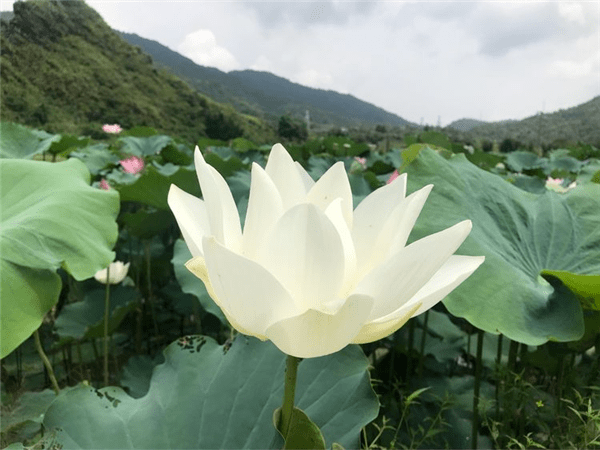 【召集1天】 6月13/14日 从化|夏日摘葡萄 寻荷