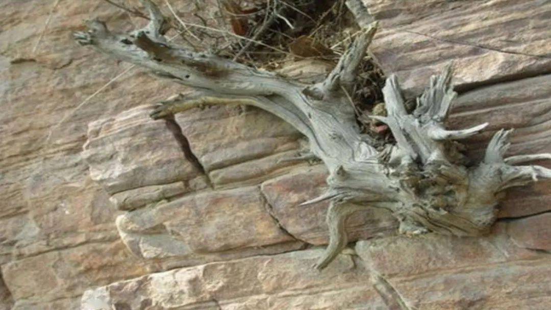悬崖上生长的柏树!堪称植物里的活化石_手机搜狐网