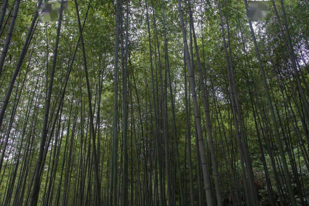 雨天,晴天都想逛的竹林!美!_竹子
