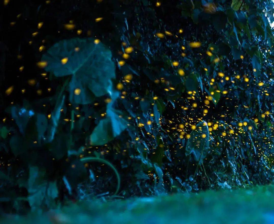 发光萤火虫 de86d68d5e04480e98cf144abde6bae8.jpeg