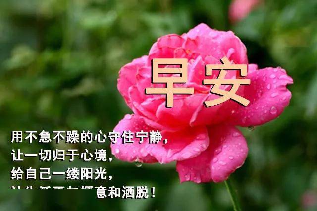 6月最新漂亮早上好动态鲜花图片带字温馨微信最美清晨图片问候语