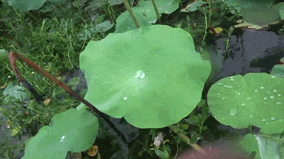 再密集的雨滴落下来碰到伞面也瞬间滑落一抖,一甩就干爽了超泼水伞面
