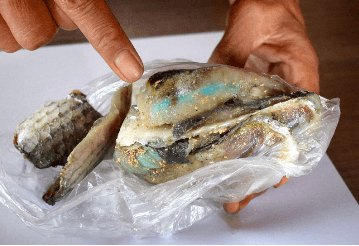 男子|日本“猫岛”60多只猫意外死亡，八旬老人涉嫌投毒被起诉