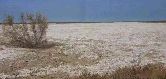 滨海盐碱地景观植物选择及养护