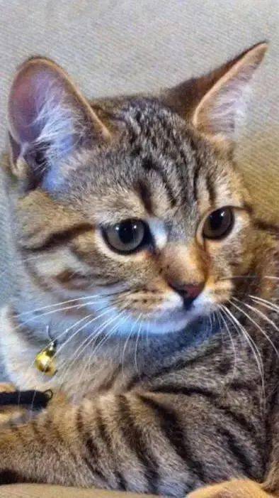 一只猫能喂几只小猫 34213b5407bf4f16992454402c610553.jpeg