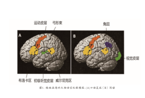 脑科学与教育_布洛卡