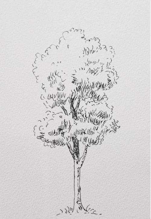 钢笔线稿手绘,不同的树的画法,拿去学习吧