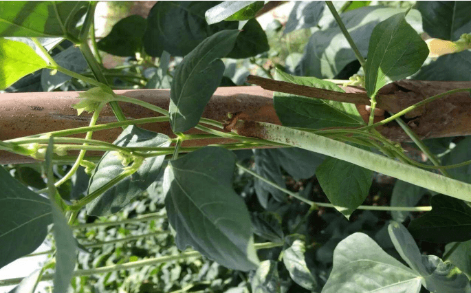 豇豆蓟马不好治用药时间和药物选对没