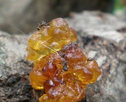 博谈天下琥珀千万年形成的一种树脂化石