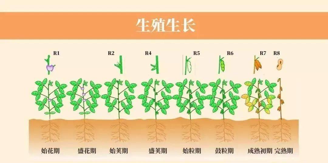 大豆的一生高清图谱解析