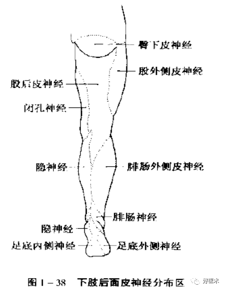 临床必备知识:神经系统体表定位标准!