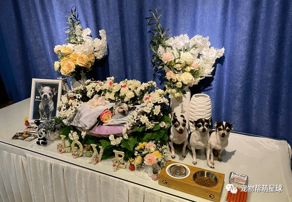 宝宝|狗老婆带两个女儿亲吻告别,画面让人感动……吉娃娃睡梦中离世