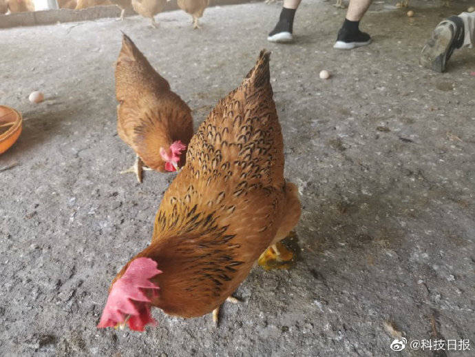 鸡舍|文昌鸡上做文章，贫困户一期拿了4万元