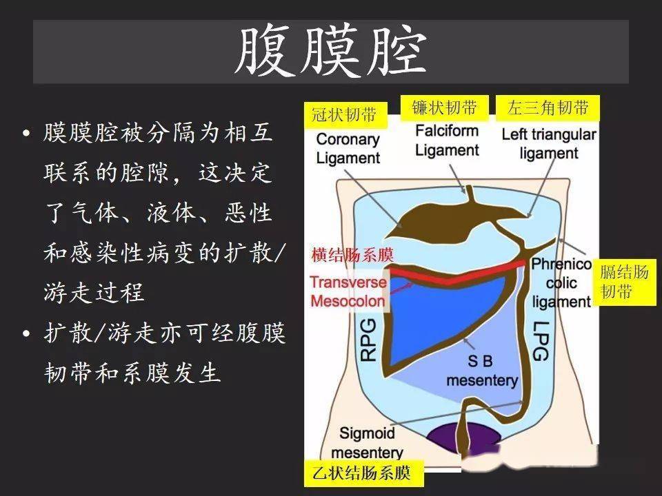 薛琪译站腹腔游离气体从哪里来如何应用腹膜解剖确定穿孔部位