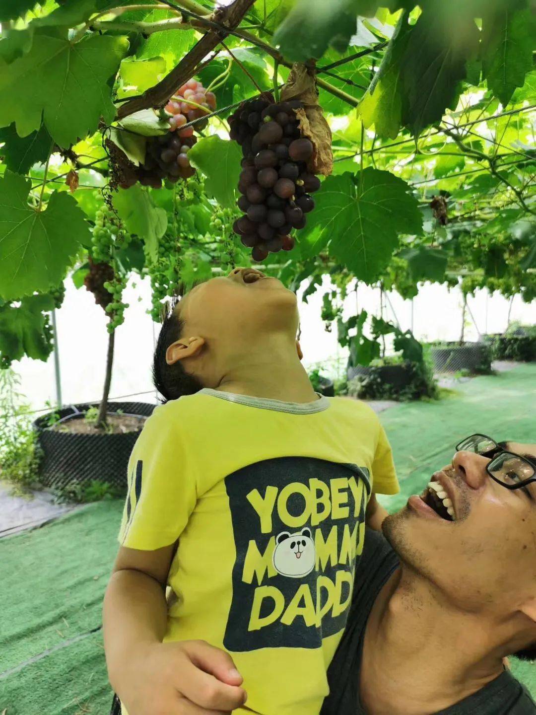 梦境解析，老公梦中骑行的深意——你坐在他脖子上摘葡萄的隐喻