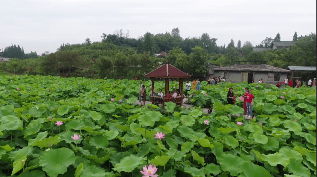 踏水镇柏林村:百亩荷花绽放 醉美柏林等你来