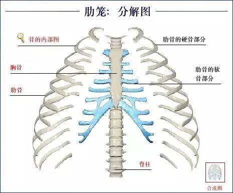 身体骨骼结构图全身 aa92b511f396433ea932aa297260ea8c.jpeg