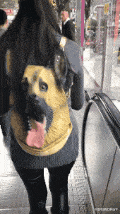 搞笑gif:这腿很长了!