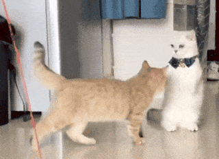 前几天,网友 @方方土律师看到家里有两只宠物在打架:小短腿和小猫咪.