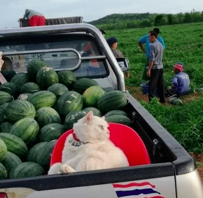 泰国卖瓜猫表情超社会:"看什么看!还不快来买老子的瓜