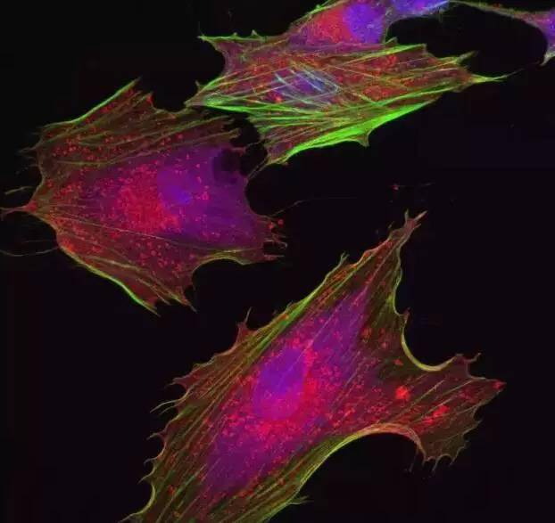 绿色加紫色变红色吗 89ea46ad41a343cca669861432862a7b.jpeg