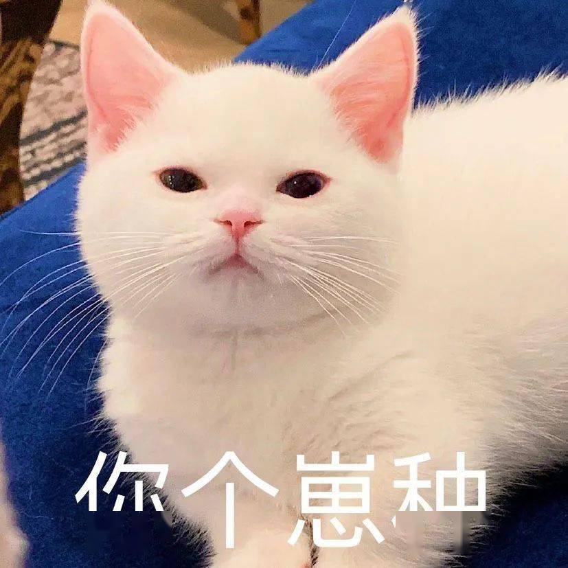 网红猫咪 | 小奶猫蛋崽表情包(二)