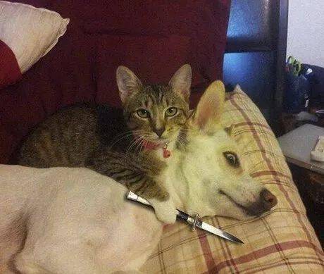 一张图告诉你,天有多热? | 爆笑囧图