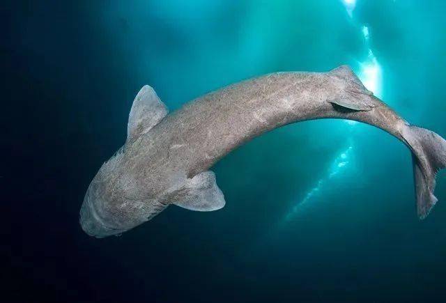 神奇动物在哪里深海孤独者格陵兰鲨