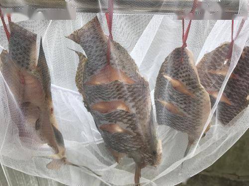 孩子|孩子要多吃鱼更聪明？五种鱼会让娃越吃越笨，家长别乱买辟谣