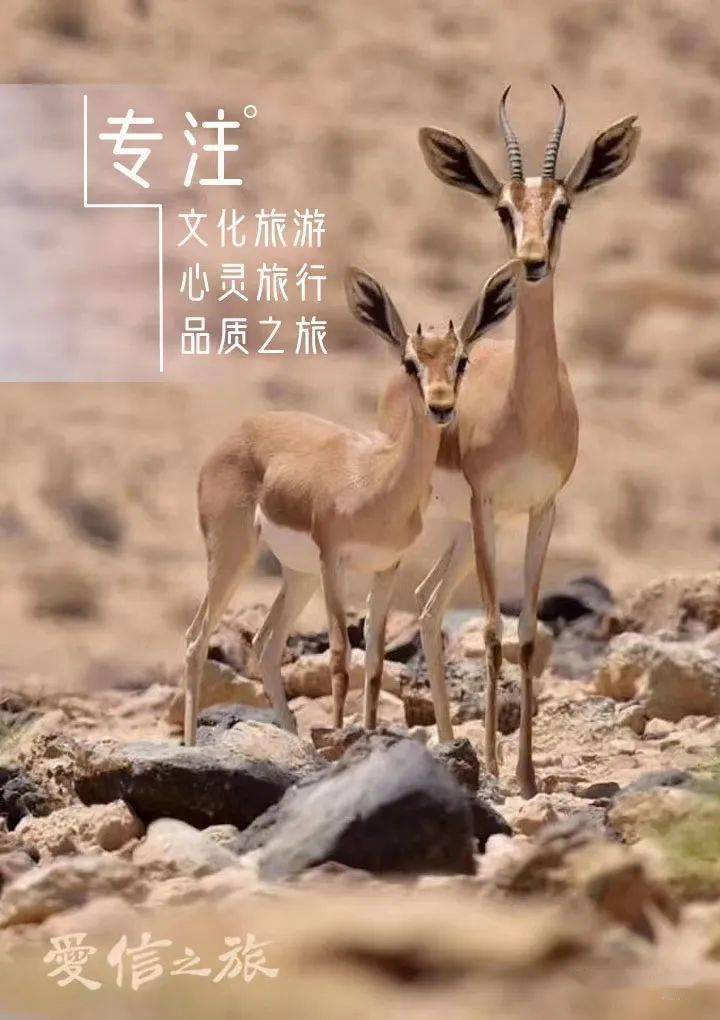 隐基底的野山羊和沙番